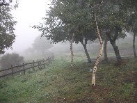 fugio Pirao-20101010 123